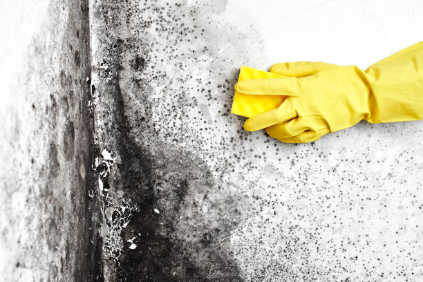 Crawl Space Mold Removal in Indio, CA