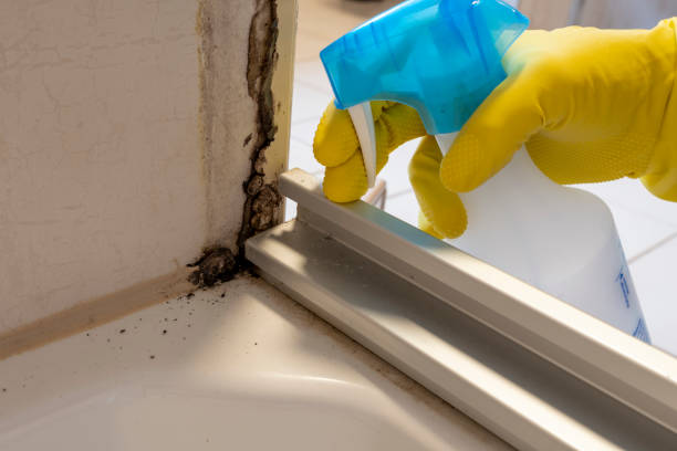 Best Mold Testing  in Indio, CA