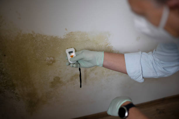 Best Fast Mold Removal  in Indio, CA