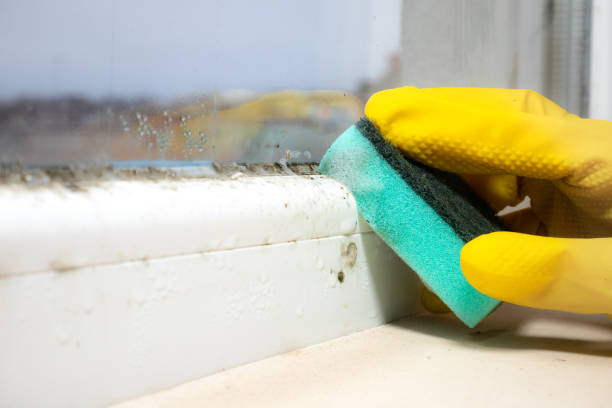 Best Certified Mold Removal  in Indio, CA