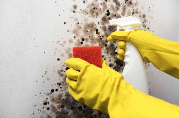 Best Attic Mold Removal  in Indio, CA