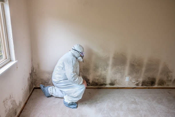 Best Toxic Mold Removal  in Indio, CA