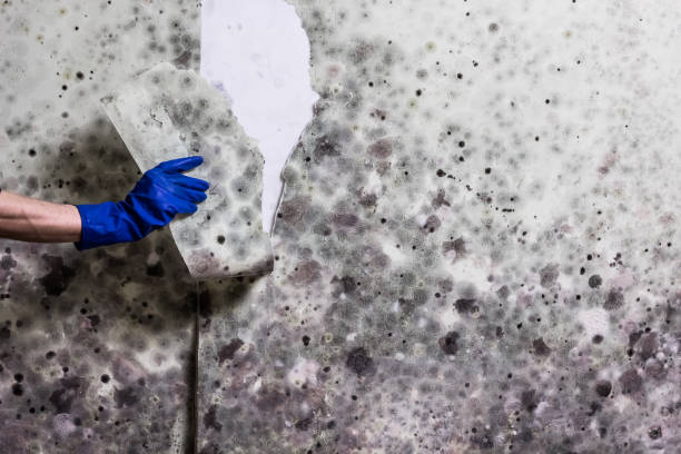 Best Mold Remediation Experts  in Indio, CA