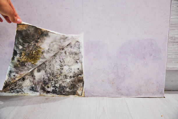 Best Professional Mold Removal  in Indio, CA